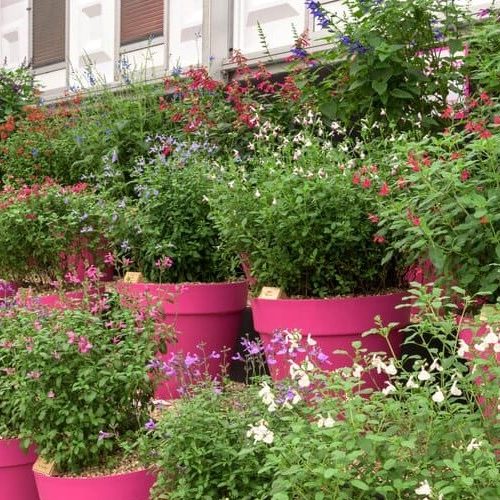 salvia middleton nurseries 1 e1728827454663