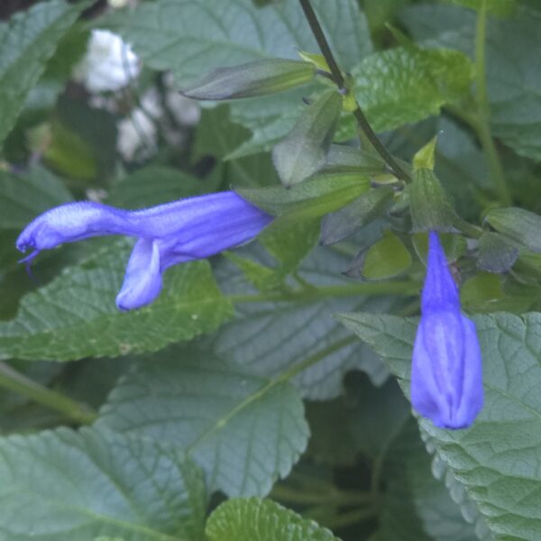 Salvia 'Lake Como' (Salgoon Series) - Image 5