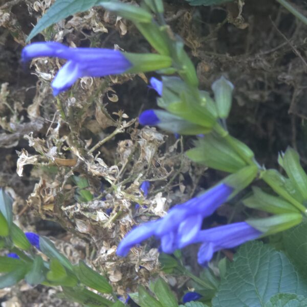 Salvia 'Lake Como' (Salgoon Series) - Image 2