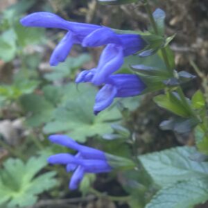Salvia 'Lake Como' (Salgoon Series)