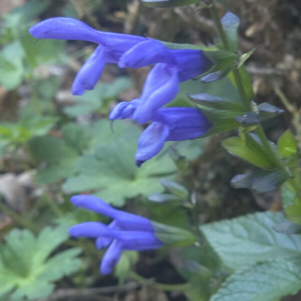 Salvia 'Lake Como' (Salgoon Series)