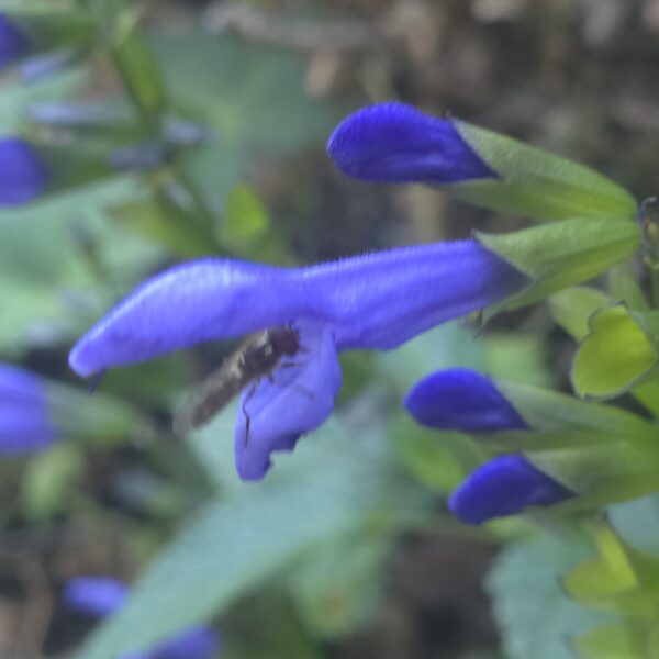Salvia 'Lake Como' (Salgoon Series) - Image 3
