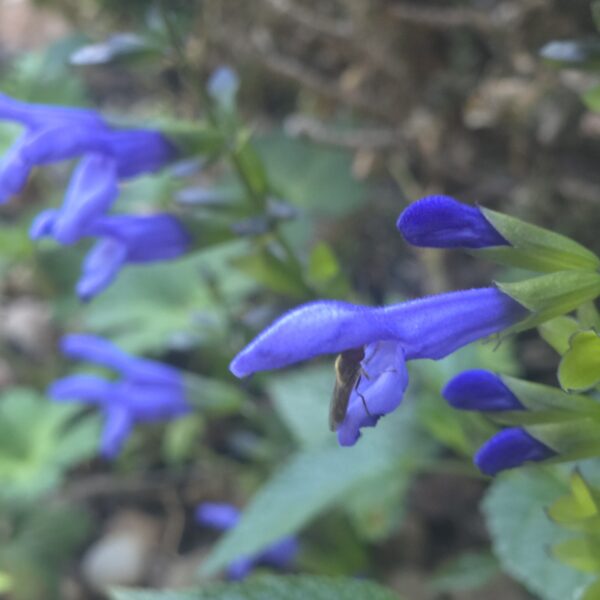Salvia 'Lake Como' (Salgoon Series) - Image 4