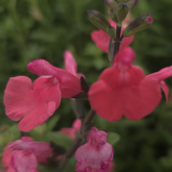 Salvia 'Love Heart' - Image 6