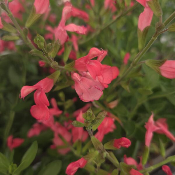 Salvia 'Love Heart' - Image 7