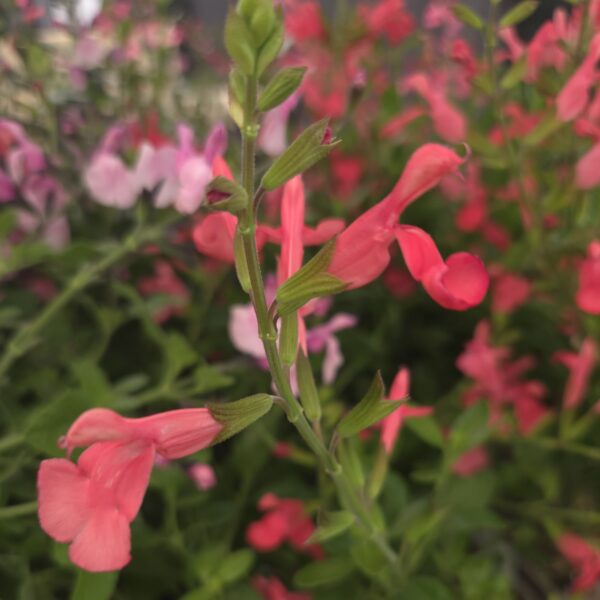 Salvia 'Love Heart' - Image 8