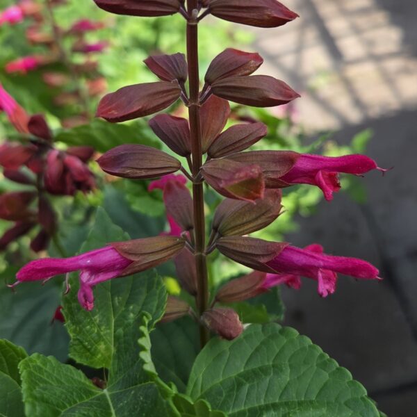 Salvia Rockin 'Red Flamingo' (Rockin Series) - Image 2
