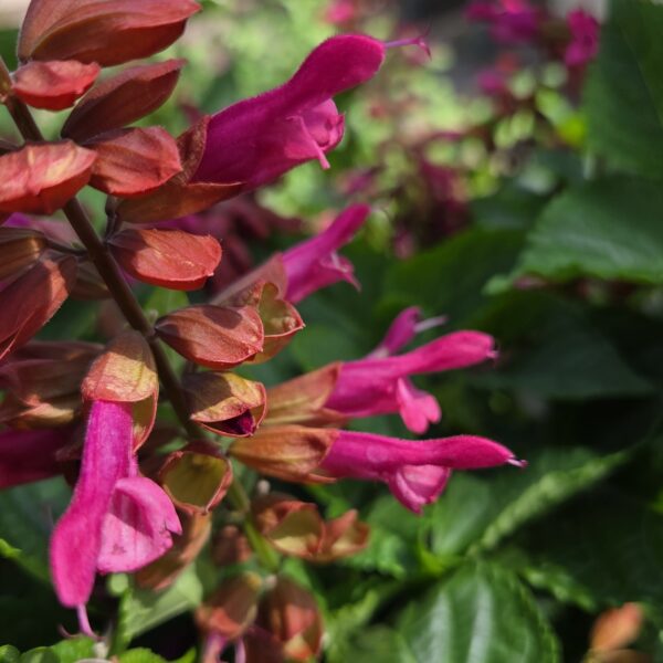 Salvia Rockin 'Red Flamingo' (Rockin Series) - Image 3