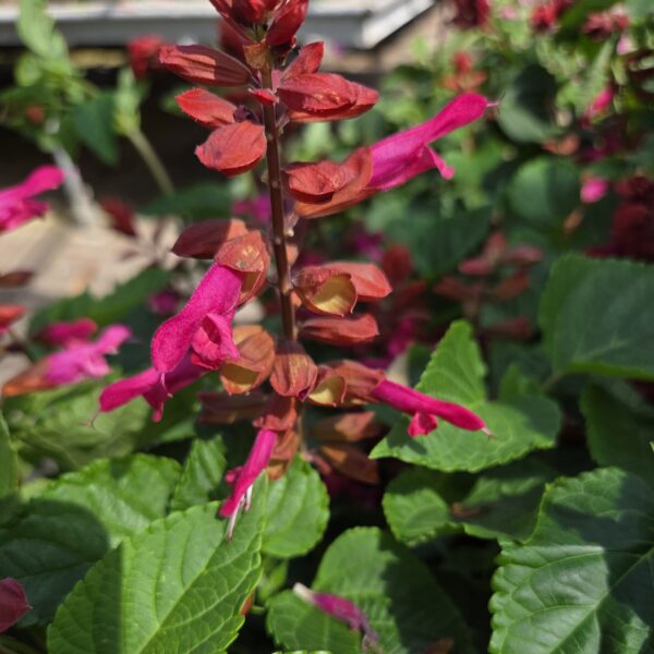 Salvia Rockin 'Red Flamingo' (Rockin Series) - Image 4