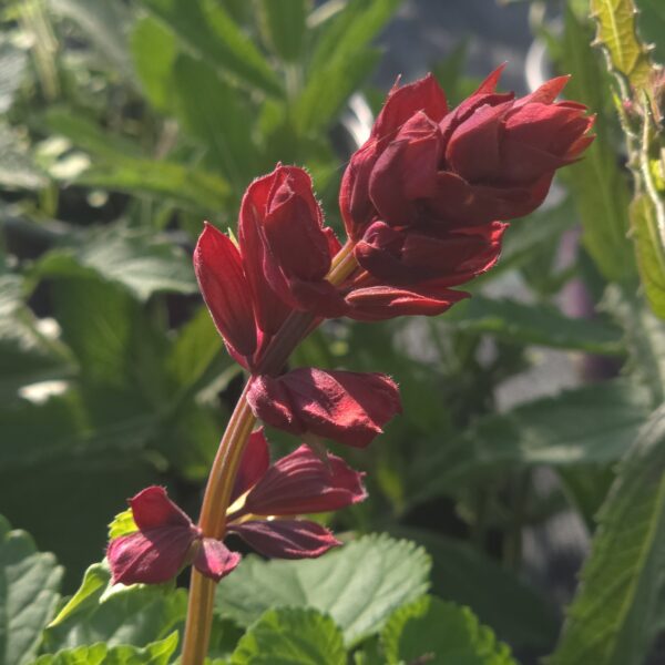 Salvia Rockin 'Red Flamingo' (Rockin Series) - Image 5