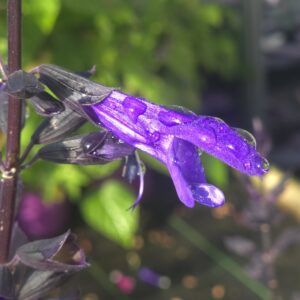 Salvia Salgoon 'Lake Blueberry'