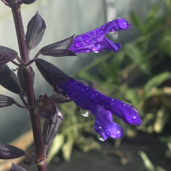 Salvia Salgoon 'Lake Blueberry' - Image 2