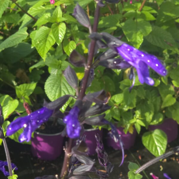 Salvia Salgoon 'Lake Blueberry' - Image 3