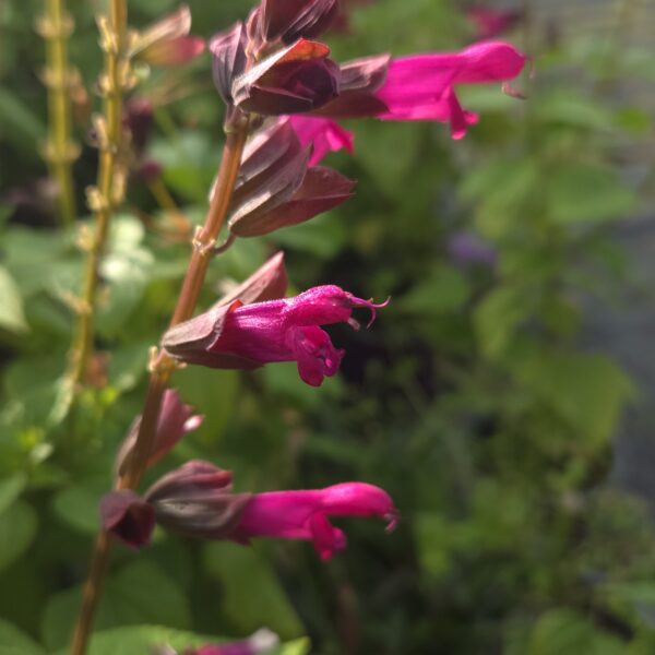 Salvia Salgoon 'Lake Flamingo' - Image 3