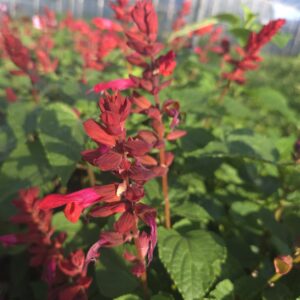 Salvia Rockin 'Red Flamingo' (Rockin Series)