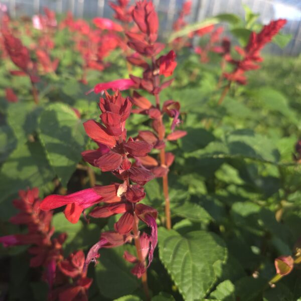 Salvia Rockin 'Red Flamingo' (Rockin Series)