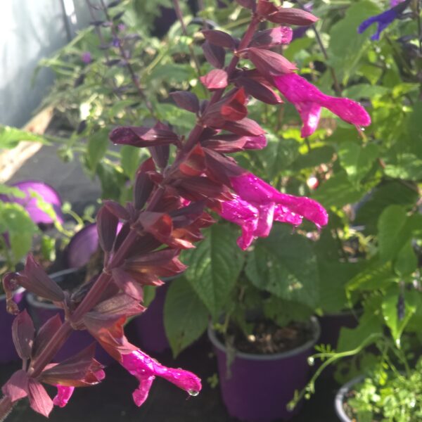 Salvia Salgoon 'Lake Flamingo' - Image 2