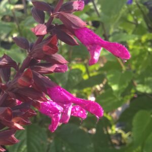 Salvia Salgoon 'Lake Flamingo'