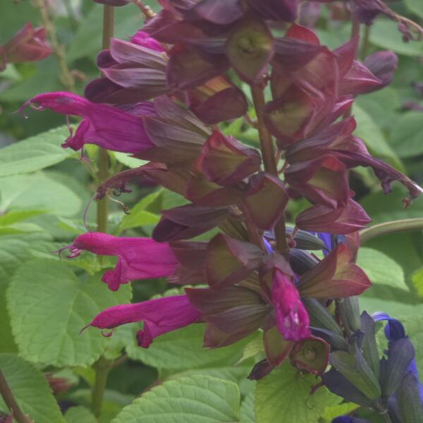 Salvia Salgoon 'Lake Flamingo' - Image 4