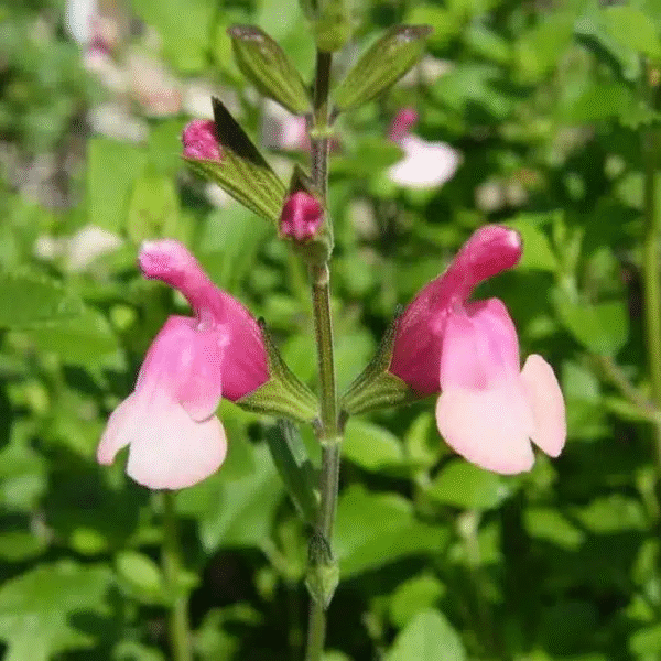 Salvia x jamensis 'Shell Dancer' - Image 6