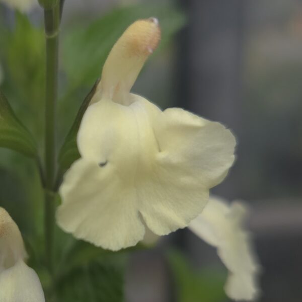 Salvia 'Sunshine Dream' - Image 4