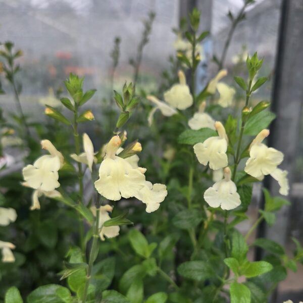 Salvia 'Sunshine Dream' - Image 2