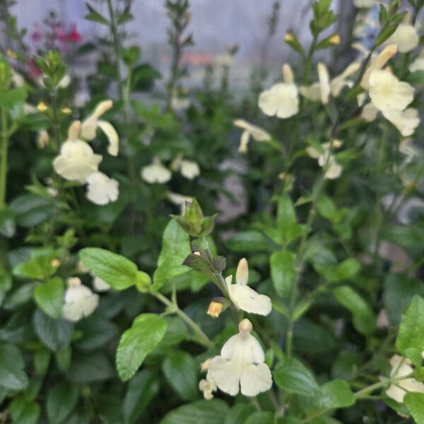 Salvia 'Sunshine Dream' - Image 3