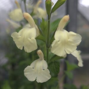 Salvia 'Sunshine Dream'