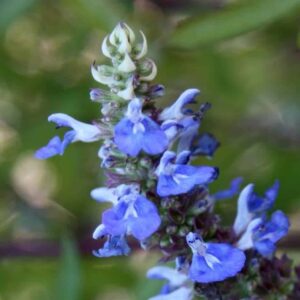 Salvia Uliginosa 'Chiel'