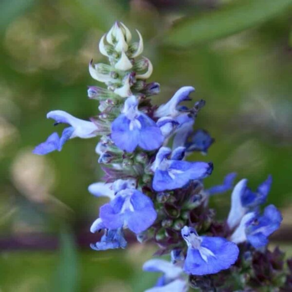 Salvia Uliginosa 'Chiel'