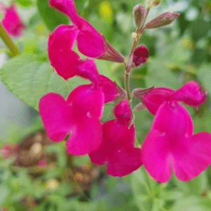 Salvia x jamensis 'La Siesta'
