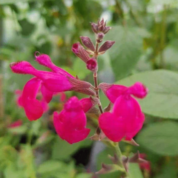 Salvia x jamensis 'La Siesta' - Image 3