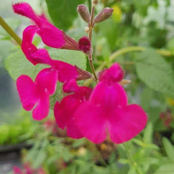 Salvia x jamensis 'La Siesta' - Image 4