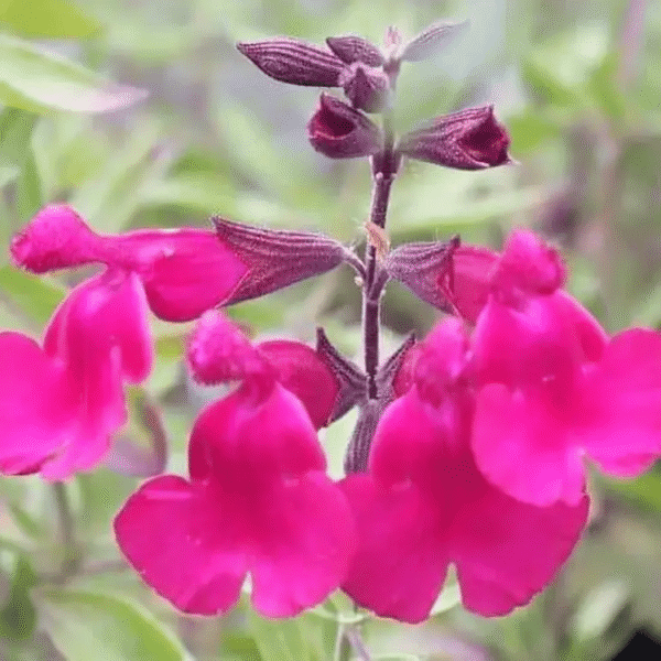 Salvia x jamensis 'La Siesta' - Image 2