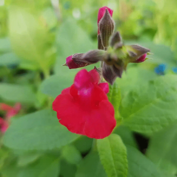 Salvia x jamensis 'Maraschino' - Image 3