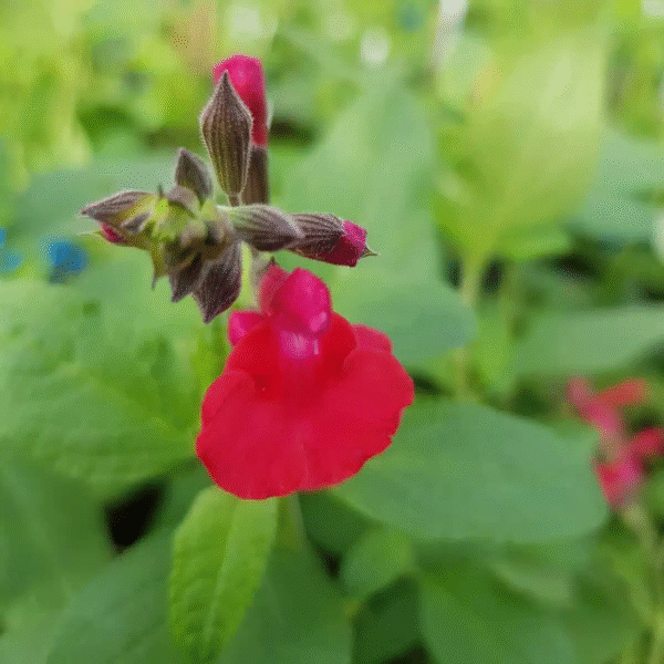 Salvia x jamensis 'Maraschino' - Image 4