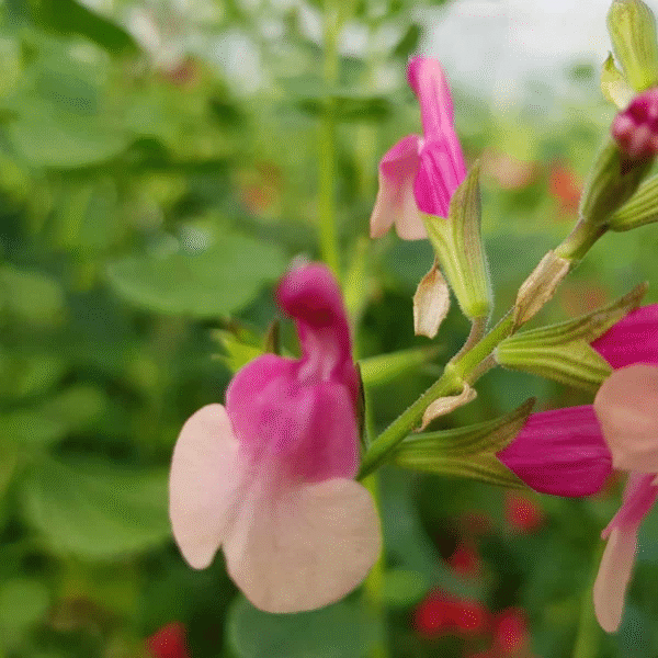 Salvia x jamensis 'Shell Dancer' - Image 5