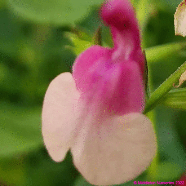 Salvia x jamensis 'Shell Dancer' - Image 4