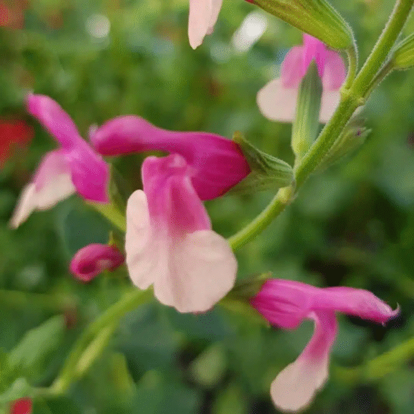Salvia x jamensis 'Shell Dancer' - Image 3