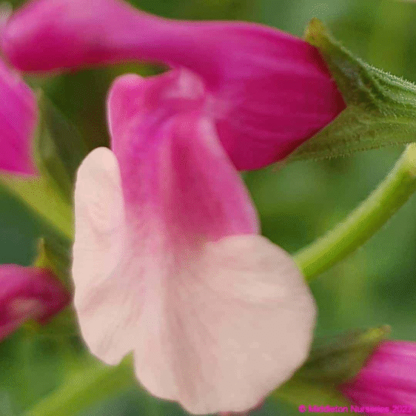 Salvia x jamensis 'Shell Dancer' - Image 2