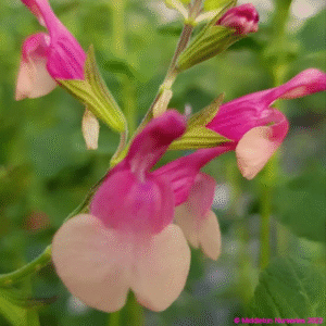 Salvia x jamensis 'Shell Dancer'