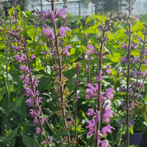 Salvia x sylvestris 'Serenade'