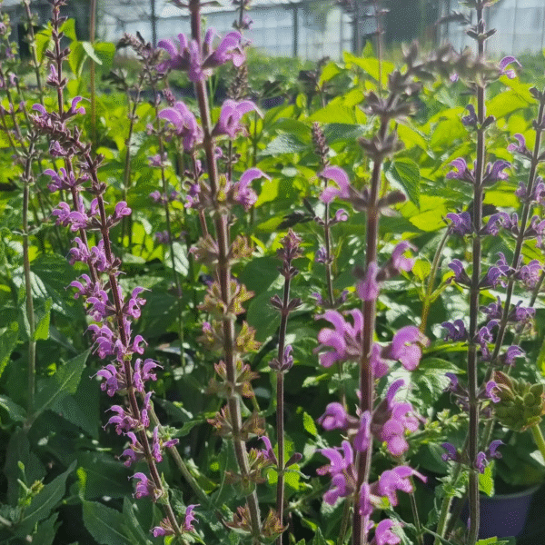 Salvia x sylvestris 'Serenade'