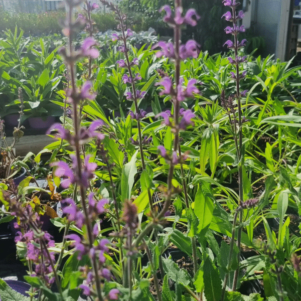 Salvia x sylvestris 'Serenade' - Image 2