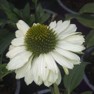 Echinacea 'SunSeekers White Perfection' (Coneflower)