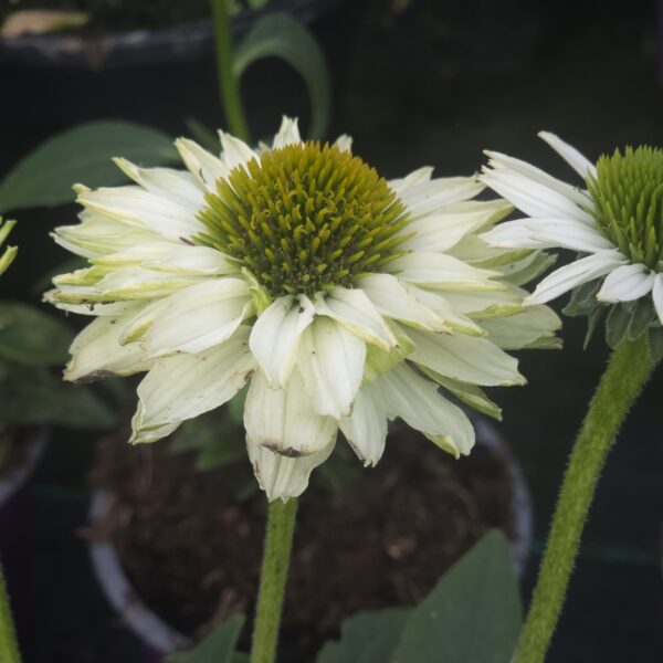 Echinacea 'SunSeekers White Perfection' (Coneflower) - Image 3