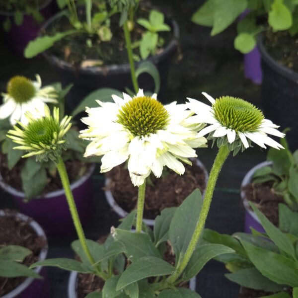 Echinacea 'SunSeekers White Perfection' (Coneflower) - Image 2